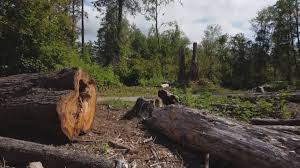 Trusted Lamont, MI Tree Care Experts